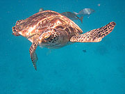 Picture 'Th1_0_2622 Green Turtle, Thailand'